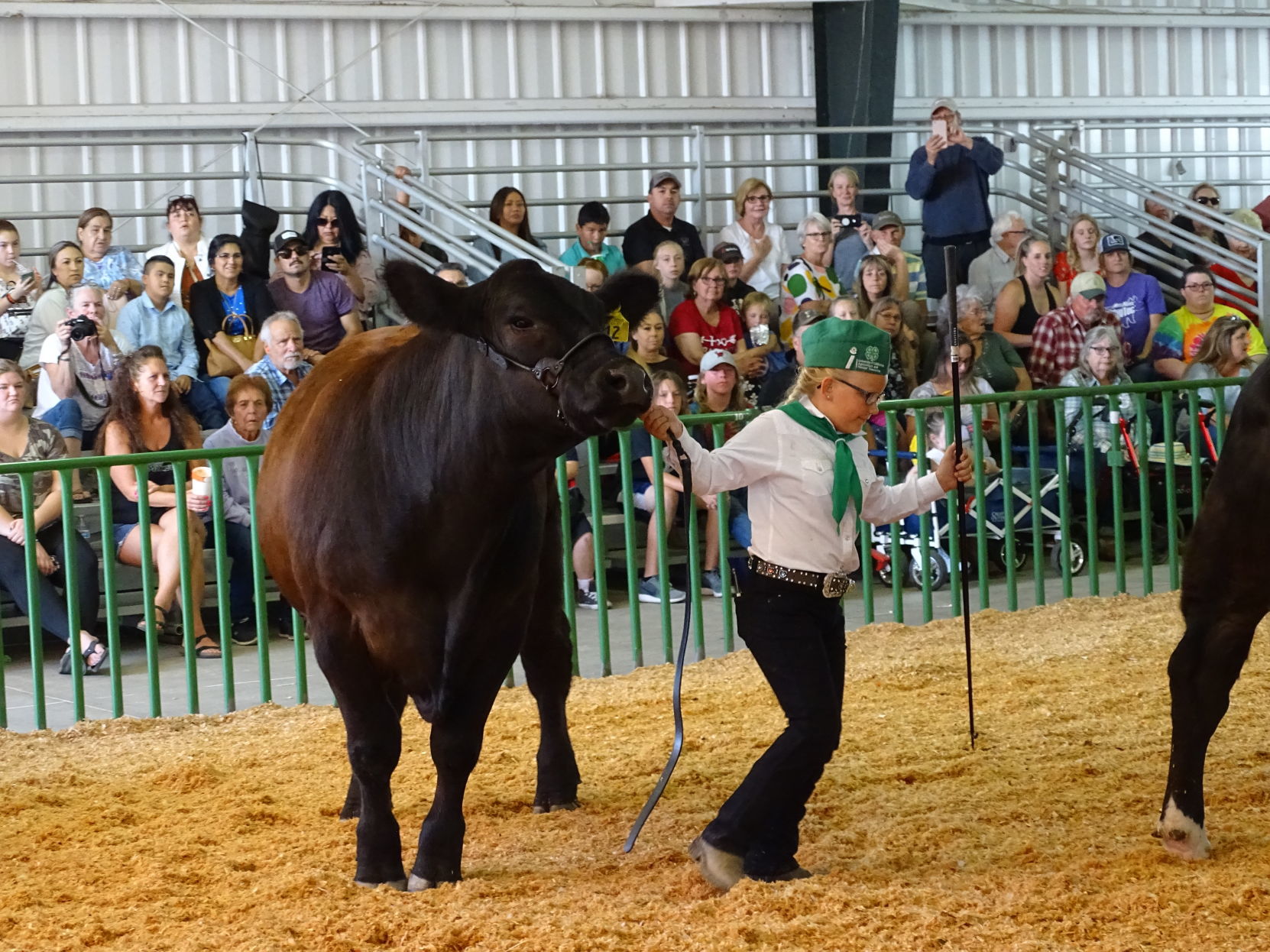 Napa Town & Country Fair 2019
